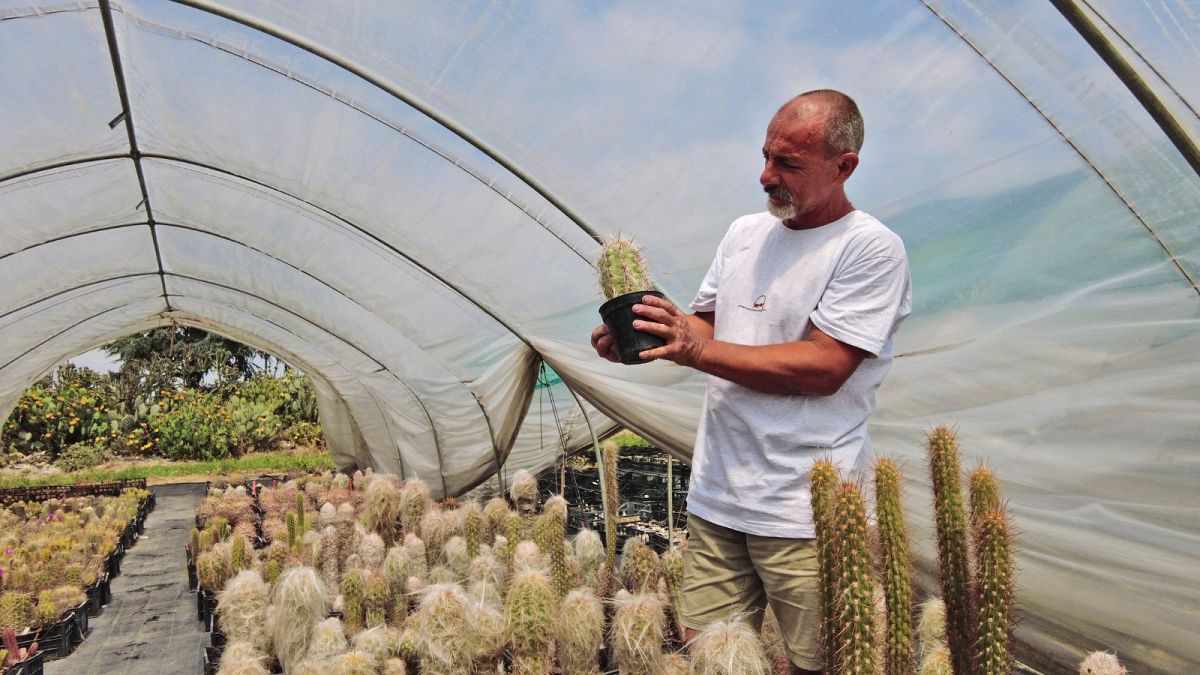 Andrea Cattabriga, president of ABC, examines his homegrown rare cacti at his greenhouse in San Lazzaro di Savena, Italy, 2021.