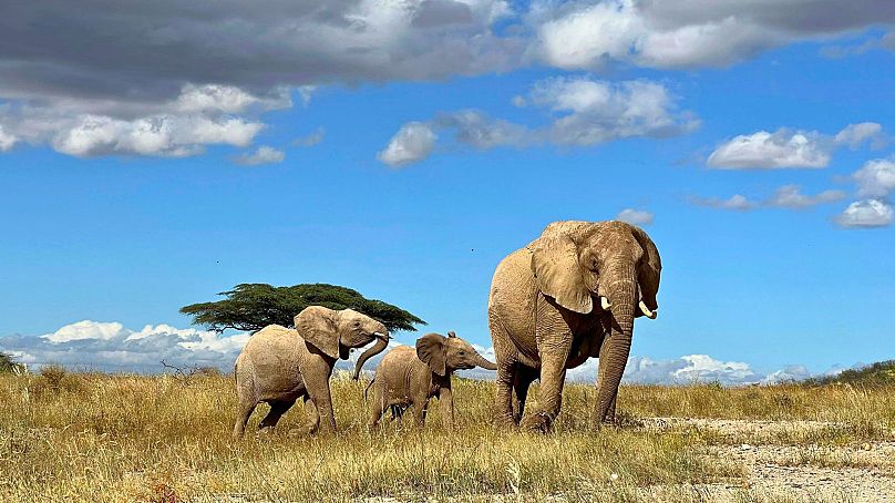 Sur cette photo non datée, une matriarche d'éléphants d'Afrique éloigne son petit du danger dans le nord du Kenya.