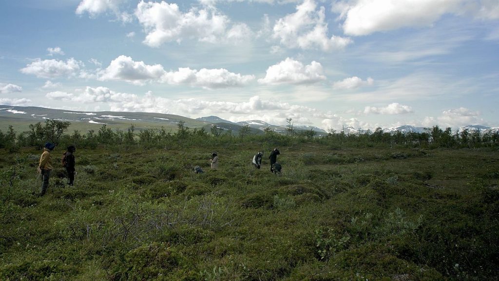 Magnus Skei Holmen, Bogwalk, 2024. Film still