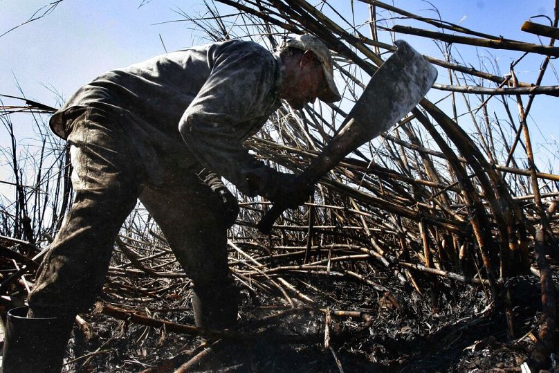 Un ouvrier agricole hondurien coupe de la canne à sucre pendant la récolte en Arménie, à environ 40 kilomètres à l'ouest de San Salvador, novembre 2007.