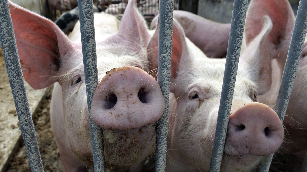 China is probing pork products coming from the European Union.