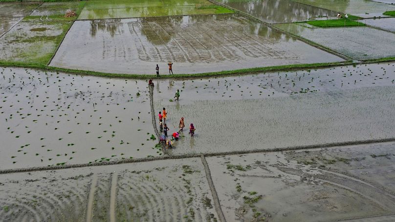 Le changement climatique d’origine humaine rend les précipitations plus imprévisibles et irrégulières, ce qui rend difficile pour les agriculteurs de planter, cultiver et récolter dans leurs champs pluviales.