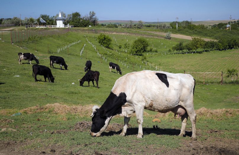 Des vaches paissent dans un champ à Luncavita, en Roumanie, le 21 mai 2019.