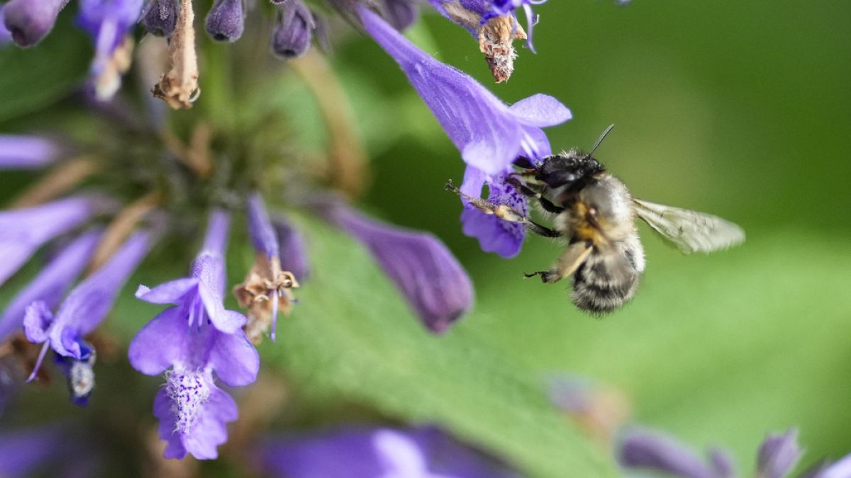 Bees in Berlin, Germany, Thursday, May 23, 2024.