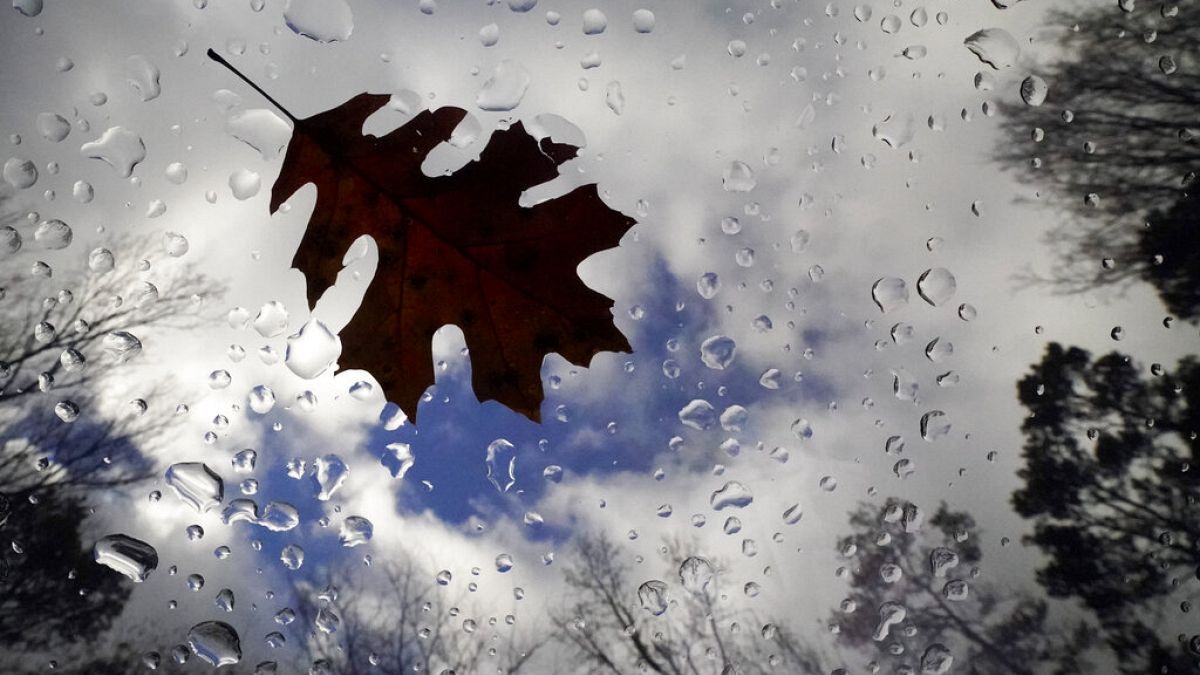 A fall leaf and rain drops are seen through a vehicle