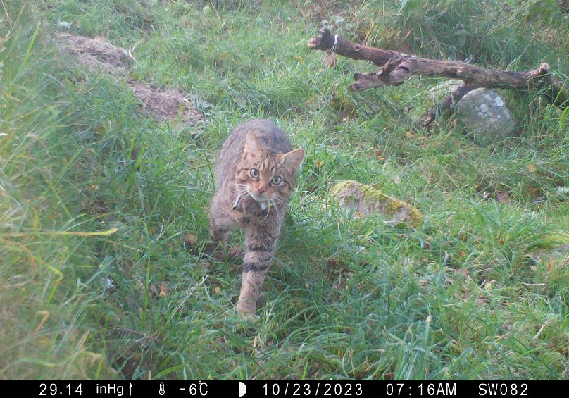 Une femelle chat sauvage filmée avant la naissance des chatons.