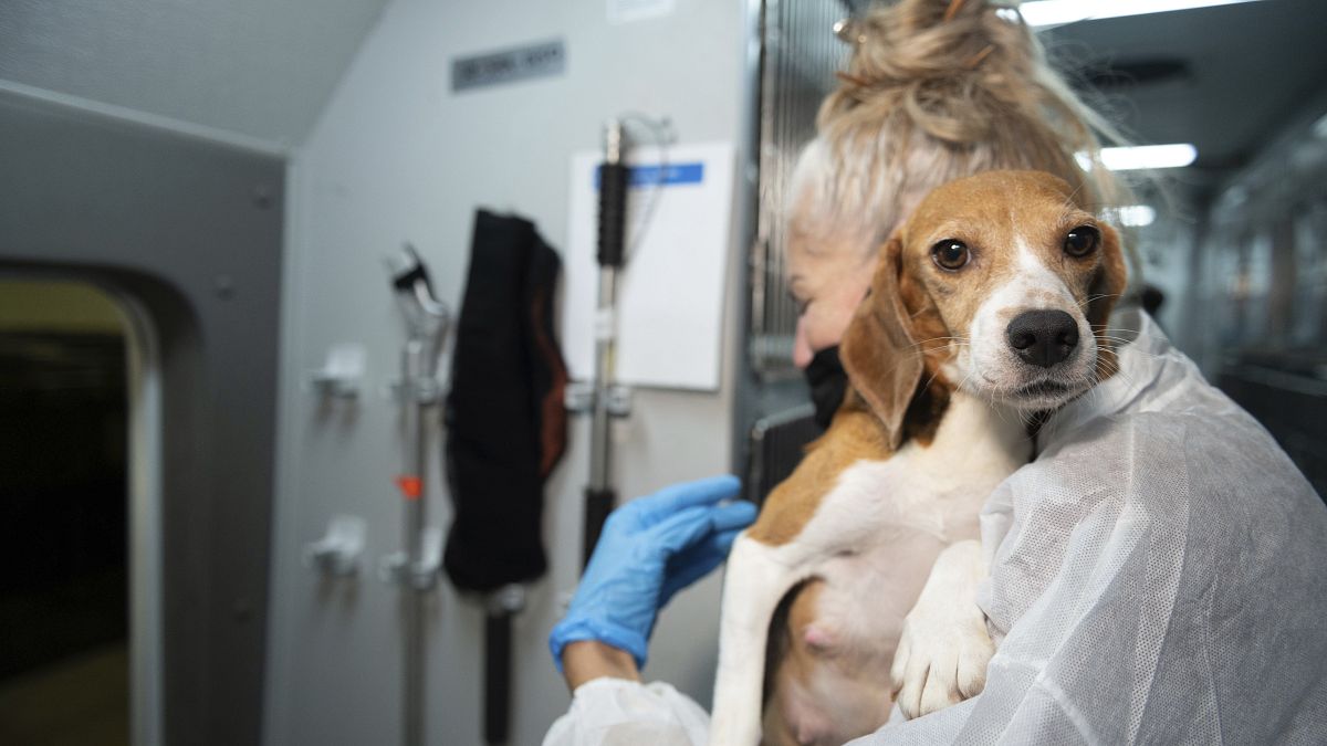 An HSUS Animal Rescue Team member carries a beagle into the organization
