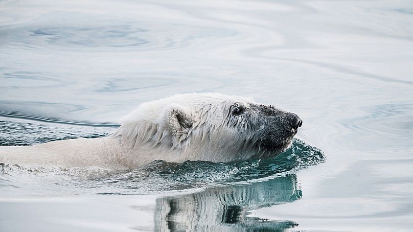Un ours polaire nage dans les eaux arctiques. L'espèce est menacée par le mazout lourd.