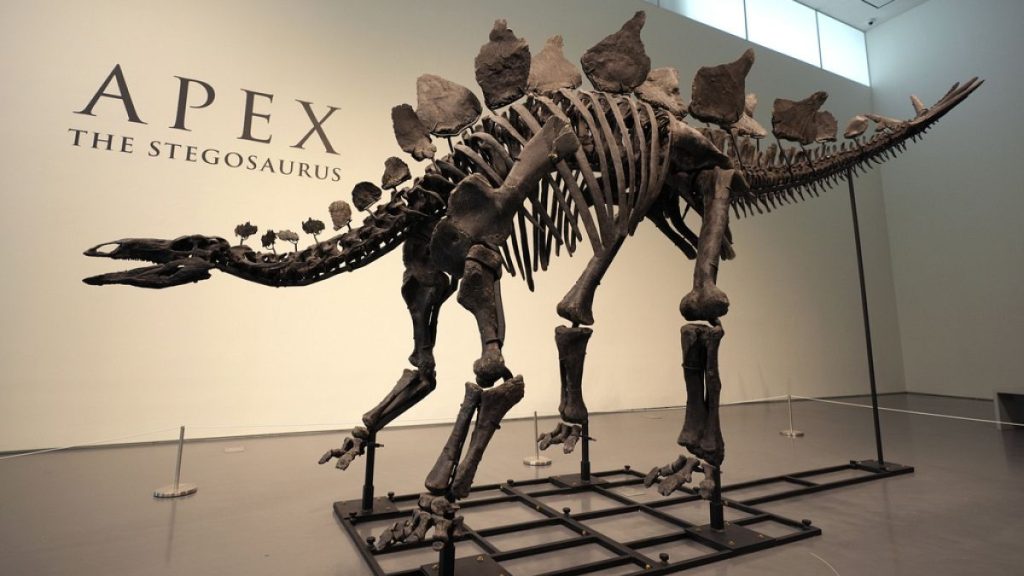 A stegosaurus skeleton is displayed at Sotheby