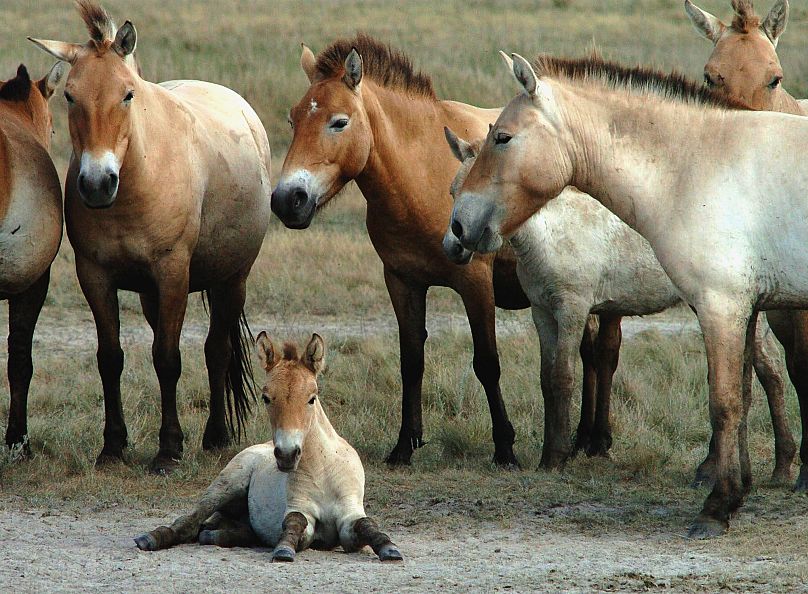 Des chevaux sauvages de Przewalski adultes se tiennent autour d'un poulain couché dans la puszta, ou steppe hongroise, de Hortobagy, à environ 200 kilomètres (environ 124 miles) à l'est de Budapest.