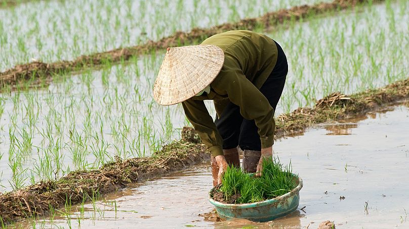 Les agriculteurs produisent du riz en inondant leurs rizières.