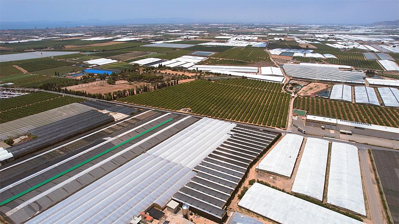 Les terres autour de la Mar Menor sont utilisées pour cultiver des légumes dans des serres, et une grande partie de l'engrais utilisé pour les cultures finit par s'écouler dans la lagune.