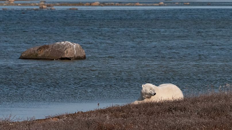 Un ours polaire se repose sur la terre ferme dans la baie d'Hudson, au Canada.  