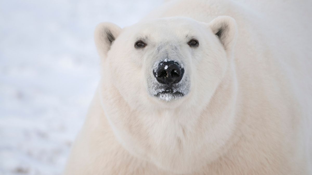 New tech could boost research into polar bear behaviours.