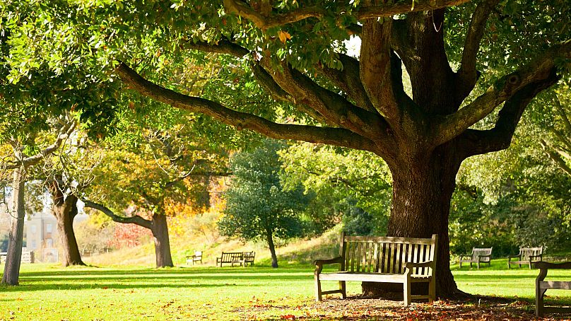 La moitié des arbres de Kew pourraient être menacés d’ici 2090.