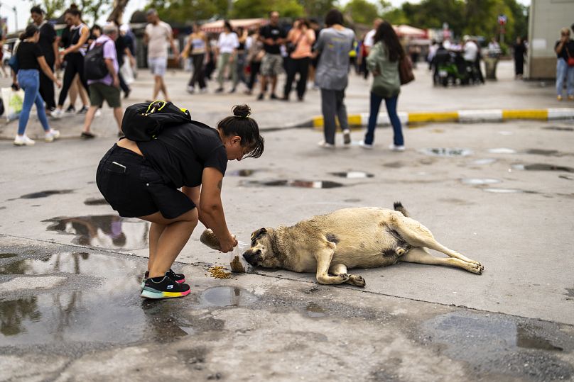 Une femme nourrit un chien errant dans le quartier de Kadikoy à Istanbul, le 6 juillet 2024