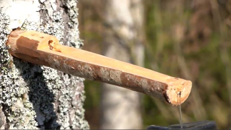 Exploitation de l'eau de bouleau en Lettonie