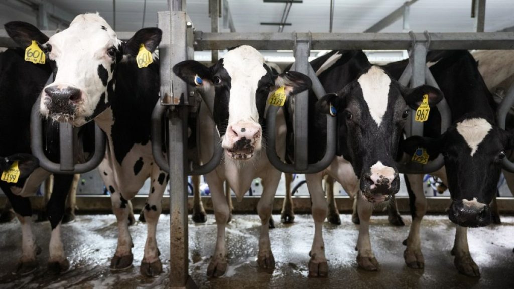 Cows stand in the milking parlor of a dairy farm.