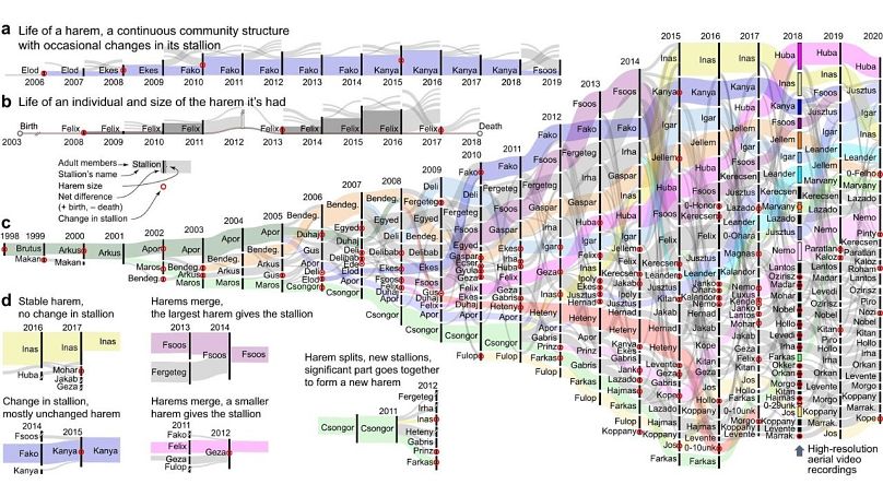 Dynamique de groupe et évolution temporelle de la structure du harem des chevaux de Przewalski au parc national de Hortobágy (Hongrie) entre 1997 et 2020