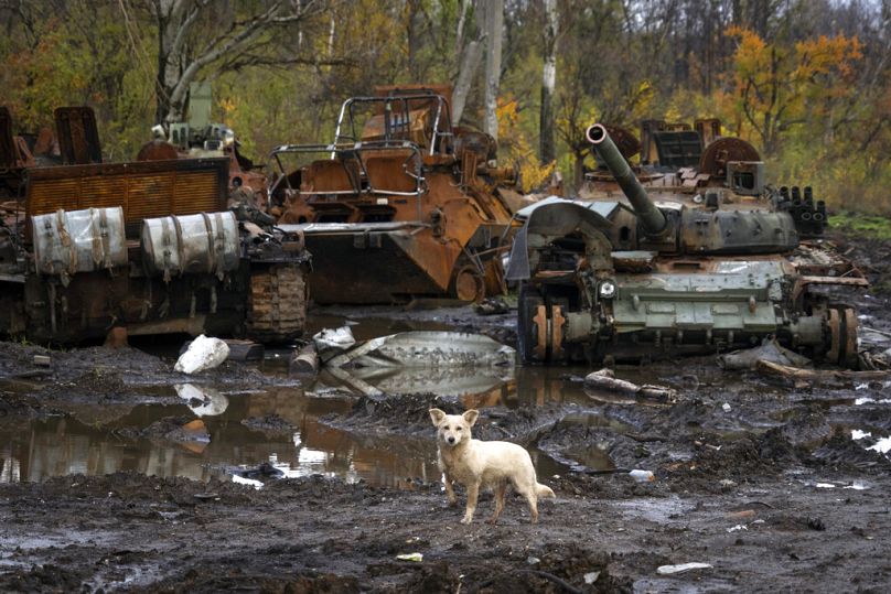 Un chien se tient près de chars russes endommagés lors de récents combats, près du village récemment repris de Kamianka, dans la région de Kharkiv, en Ukraine, le dimanche 30 octobre 2022.