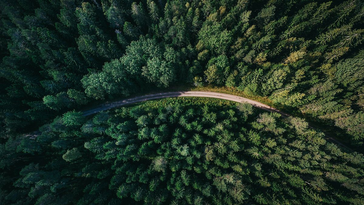 Climate change makes forests more vulnerable to invasive species, with insects, pests and disease pathogens threatening tree growth and survival.