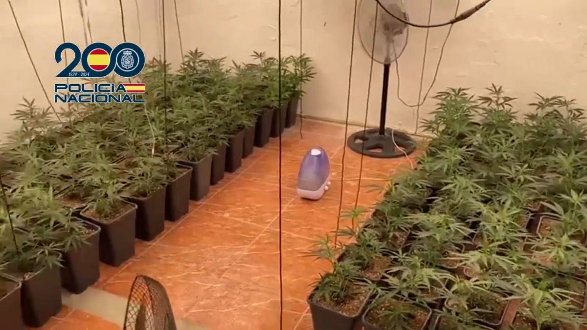 National Police dismantles international marijuana trafficking network in Spain, July 2024