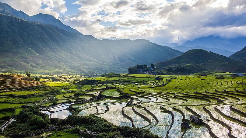 Le Vietnam récolte environ sept millions d’hectares de riz chaque année.