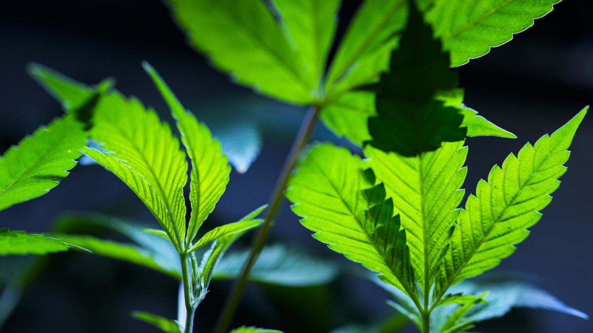 Cannabis clones are displayed for customers at Home Grown Apothecary, April 19, 2024, in Portland, Ore.