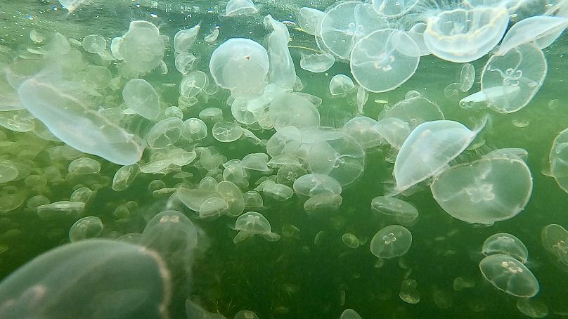 Des méduses fleurissent dans le fjord de Kerteminde