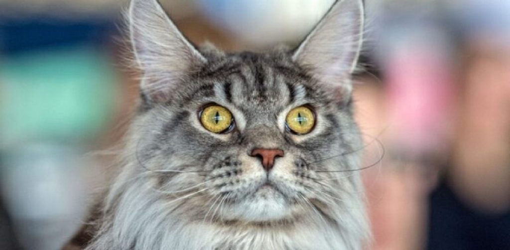 Maine Coon_1