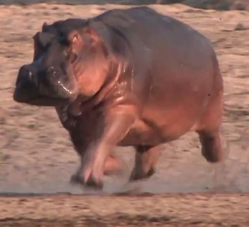 Dans cette image tirée d'une vidéo prise par les chercheurs du RVC, un hippopotame lourd « vole » brièvement