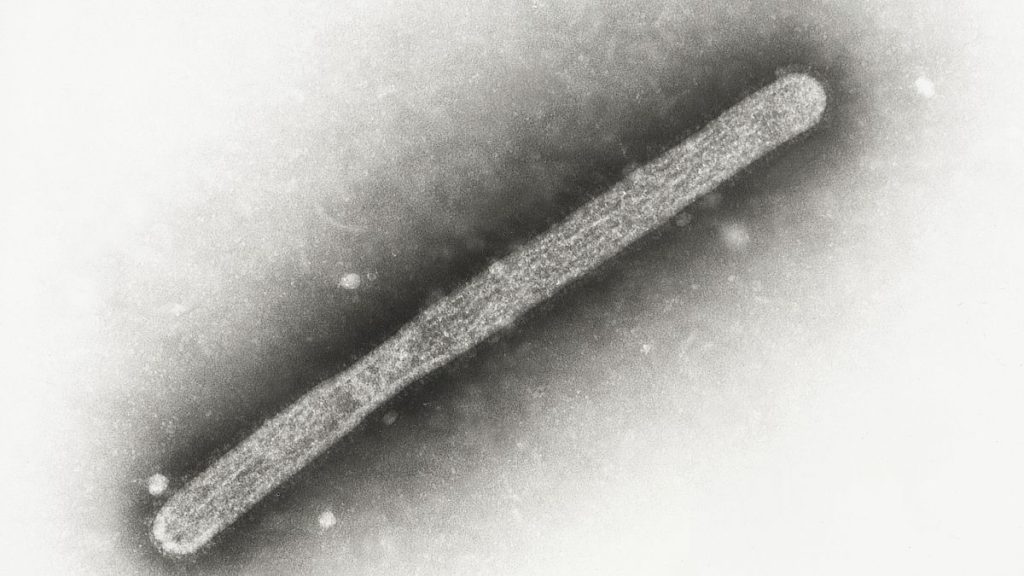 This 2005 electron microscope image shows an avian influenza A H5N1 virion.