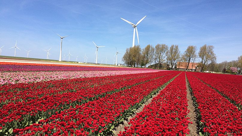 Les Pays-Bas comptent des dizaines de milliers d’hectares de champs de tulipes. 