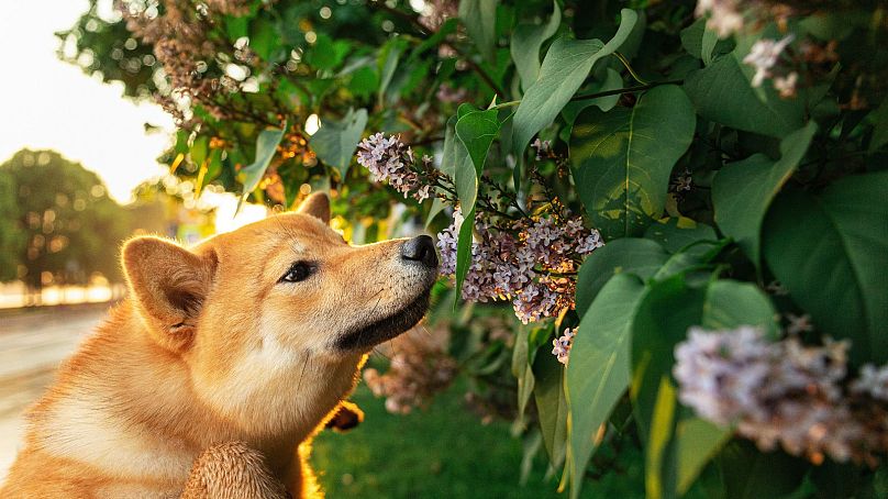 Certains vétérinaires affirment que les parfums d'animaux domestiques pourraient perturber la perception qu'a un chien du monde qui l'entoure. 