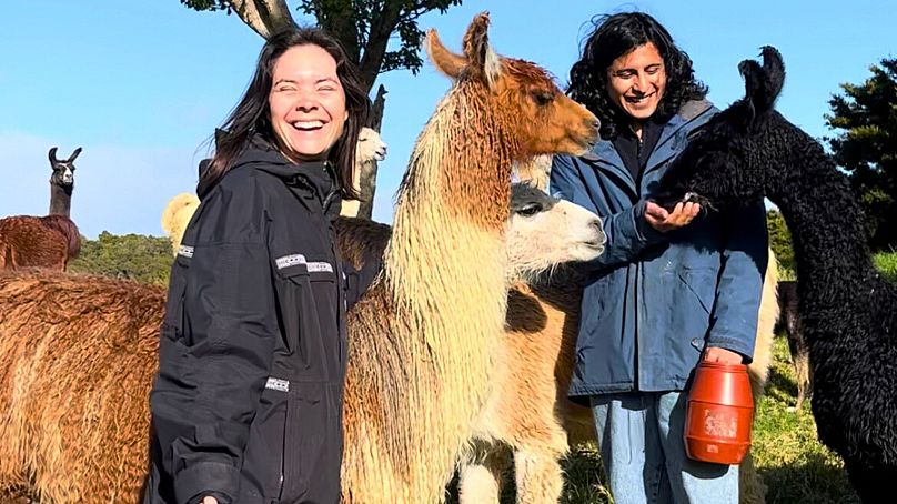 Anaïs et Steven ont pris soin de 20 lamas pendant six semaines en Nouvelle-Zélande.