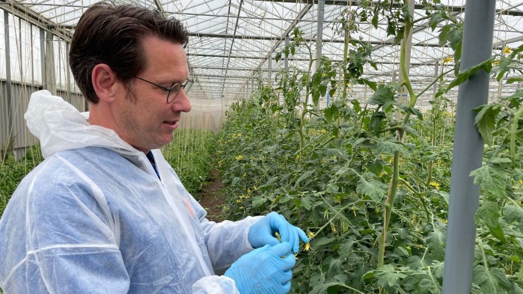 Frans Carree, an organic breeder at Dutch company De Bolster, is trying to develop a tomato resistant to the brown rugose fruit virus.