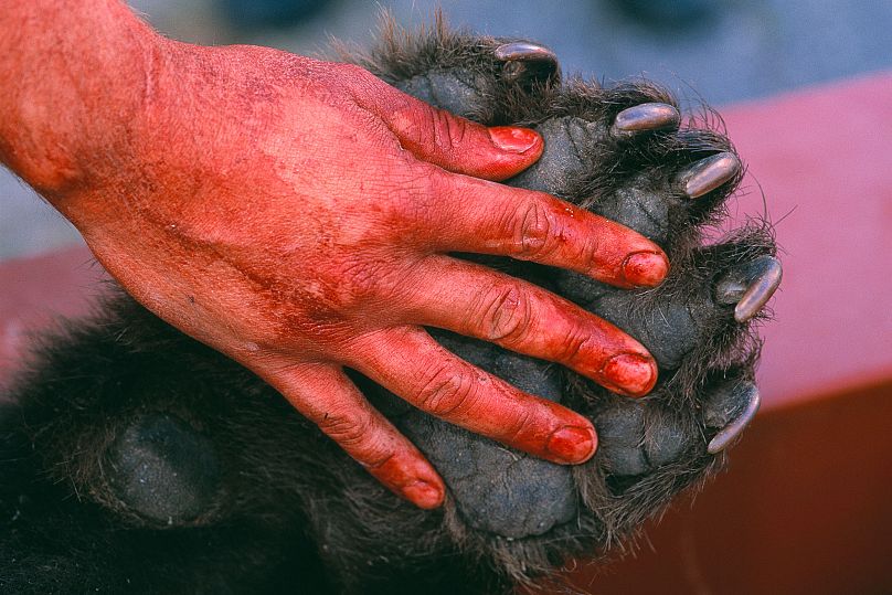 Un chasseur d'ours suédois avec la patte avant de sa proie.