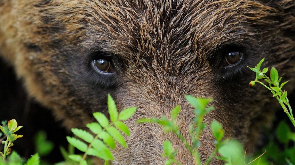 A Eurasian brown bear.