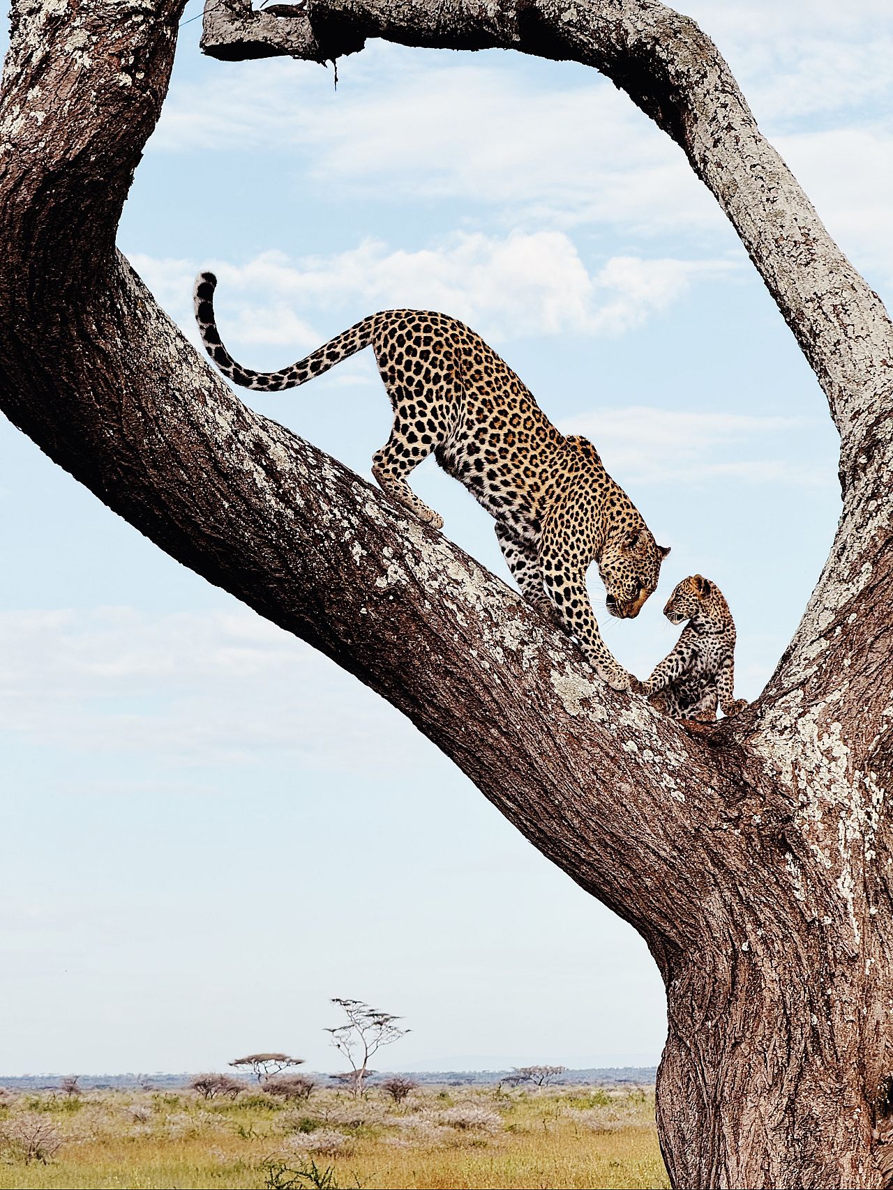 « Mère et fils » de Huapeng Zhao (catégorie Animaux, 2e place) 