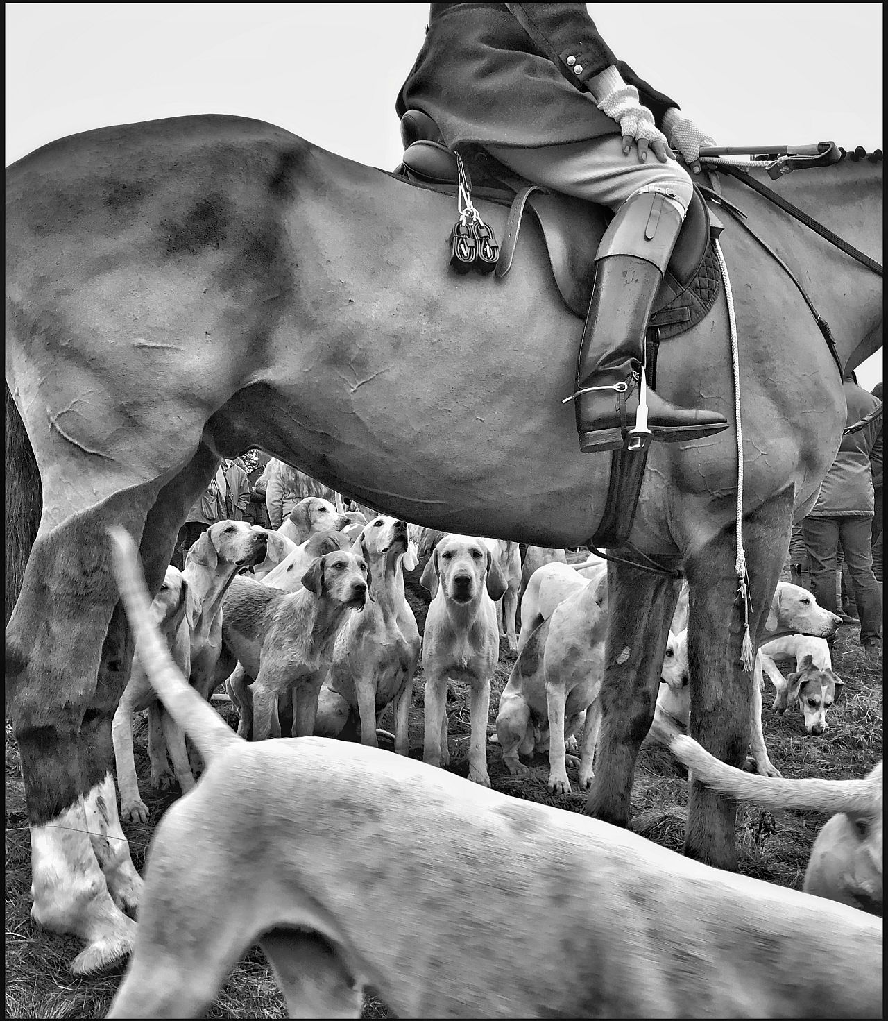 « Huntsman, Horse & Hounds » de Colin Hoskins (catégorie Animaux, 1ère place) 