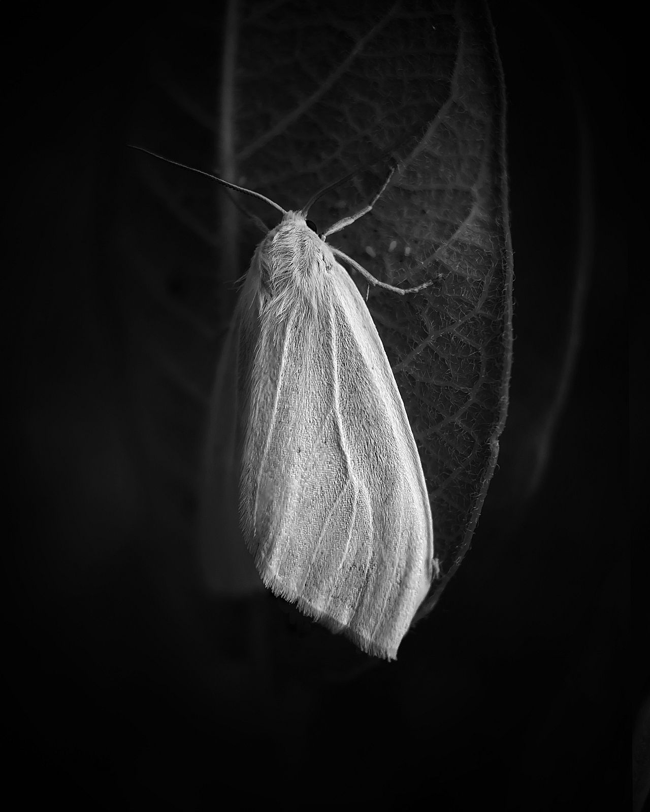 « Spirit at Rest » de Scott Galloway (catégorie Nature, 2e place) 