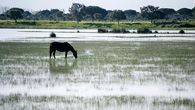 Les zones humides de Doñana en Espagne s'assèchent à cause de la sécheresse.