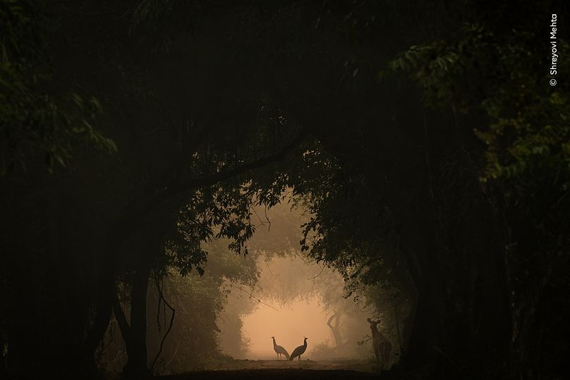 Shreyovi se promenait dans la forêt avec ses parents lorsqu'elle a repéré cette scène.