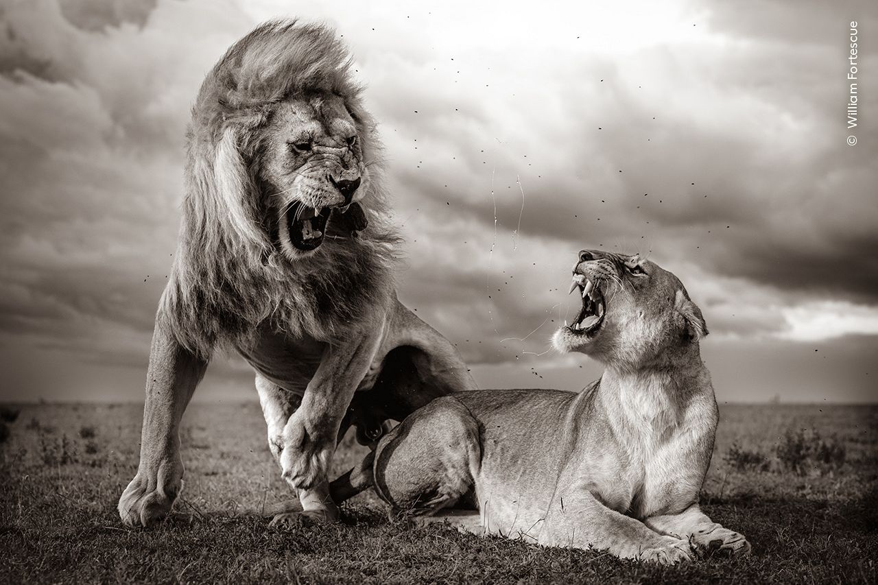 William Fortescue utilise un fond de nuages ​​orageux éclairés par le soleil couchant pour montrer des lions en train de s'accoupler. 