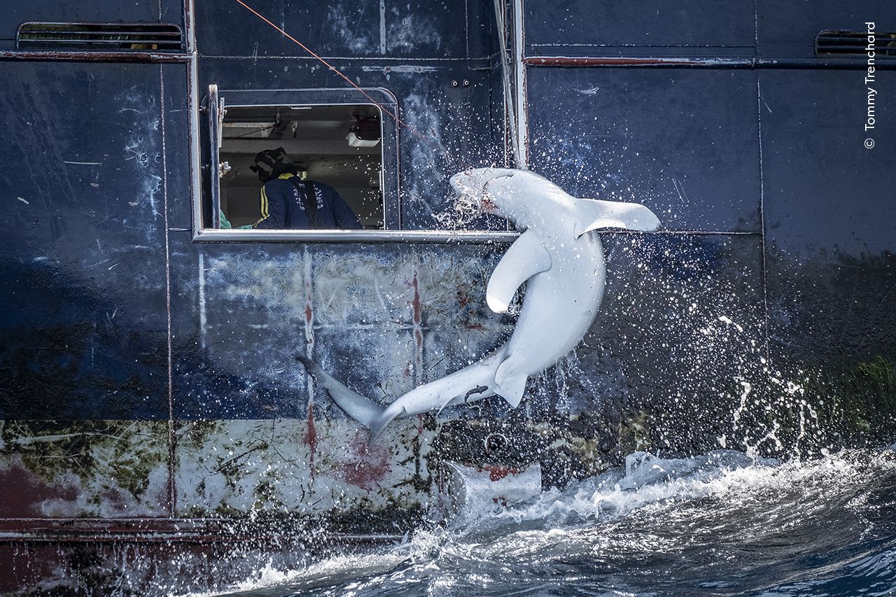 Tommy Trenchard documente la capture accidentelle d'un requin requiem, son corps cambré dans un dernier acte de résistance. 