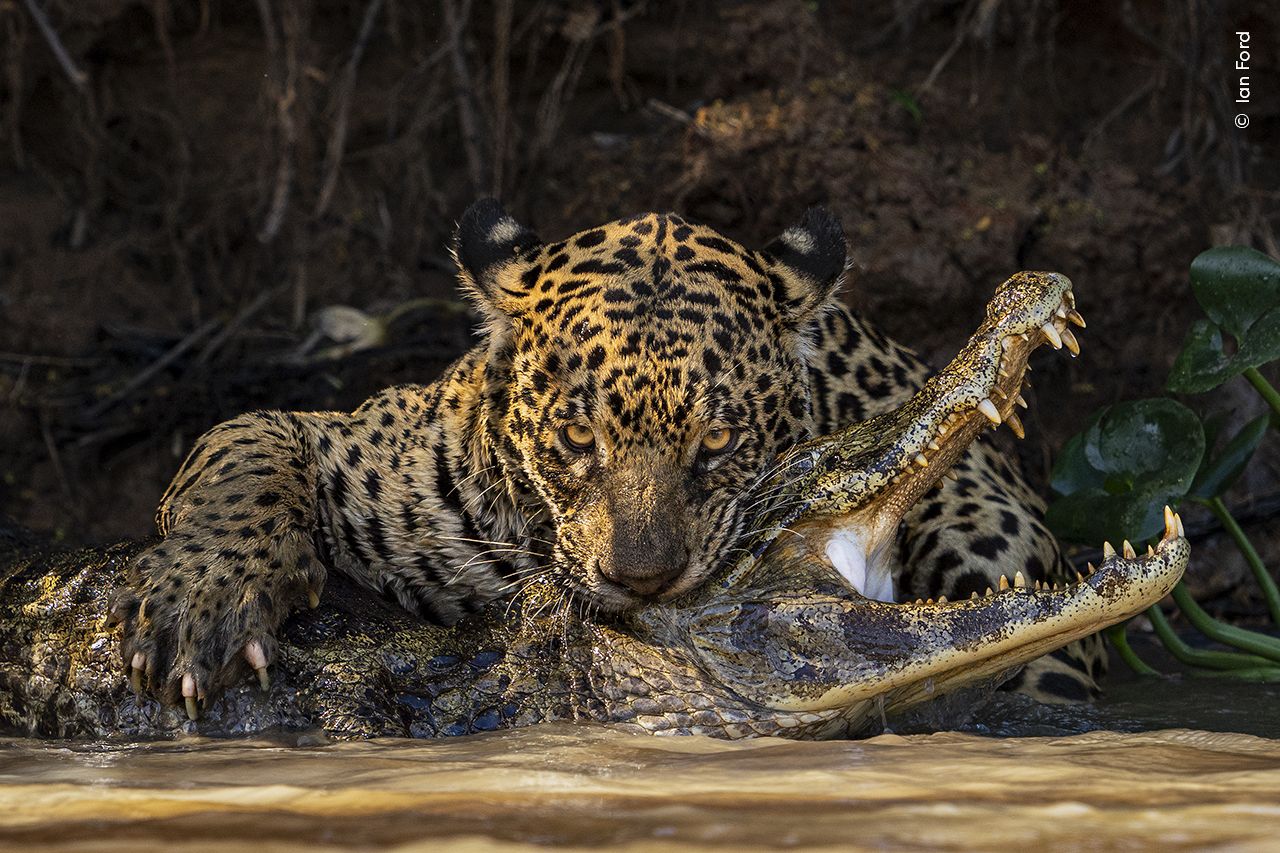 Un jaguar donne une morsure mortelle à un caïman dans le Pantanal. 