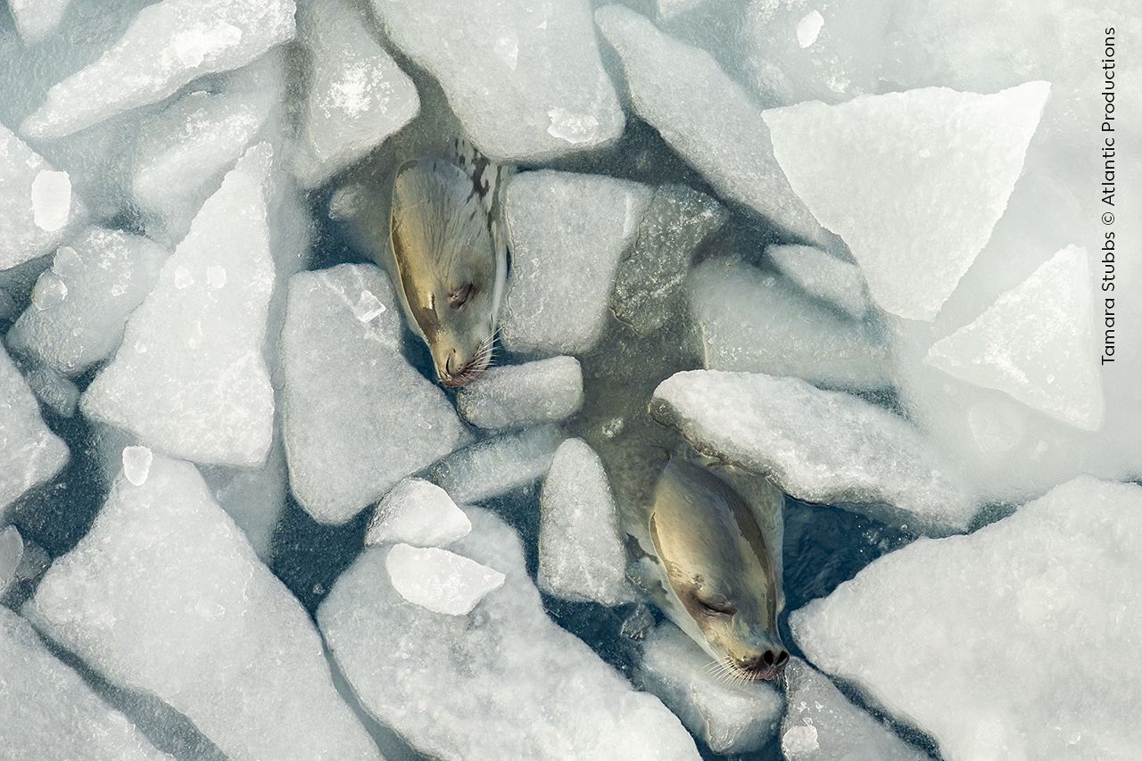 Tamara Stubbs a repéré ces phoques crabiers en train de faire une sieste parmi la coulée de glace. 