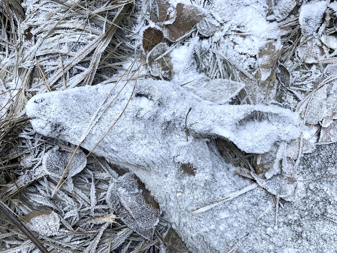 Randy Robbins est frappé par la beauté inhabituelle de la forme givrée de ce cerf sur le sol forestier.