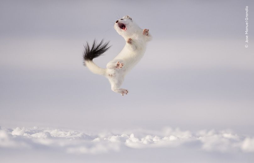 Jose Manuel Grandío brave des températures inférieures à zéro pour voir une hermine sauter haut dans les airs au-dessus de la neige.