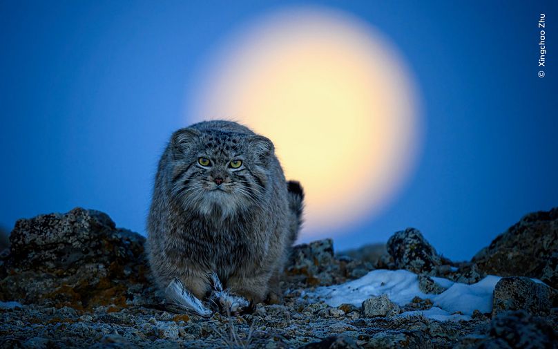 Xingchao Zhu se retrouve face à face avec un chat Pallas au coucher de la lune.